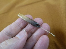 (w32-14) North American Porcupine tail quill Erethizon dorsatum craft su... - £13.21 GBP