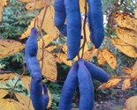 Blue Sausage Fruit {Decaisnea fargesii} Organic 10 seeds - $4.61