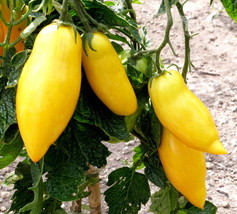 Garden Store 40 Seeds Banana Legs Tomato Heirloom Yellow Lycopersicon Fruit Vege - £7.10 GBP