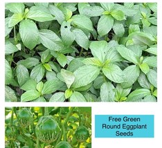 200 Seeds Egyptian Spinach Saluyot Jute Molokhia USA Garden - £7.46 GBP