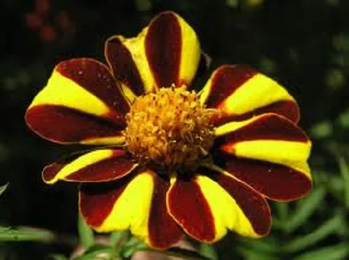 S_SH  30 Heirloom Harlequin Marigold Flower Seeds - $16.55