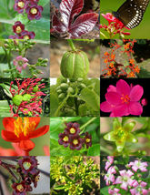 50 Seeds Jatropha Mix Landscape Plant Physic Nut Caudex Flower Succulent Desert - $29.98