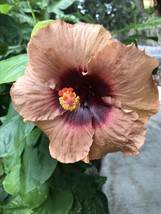 GIB 25 Seeds Easy To Grow Tan &amp; Brown Hibiscus Flowers Huge Blooms - £7.04 GBP