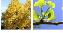4&quot; Pot - Ginkgo Tree (Maidenhair Tree) - 12-15&quot; Tall Live Plant - Ginkgo biloba - £61.46 GBP