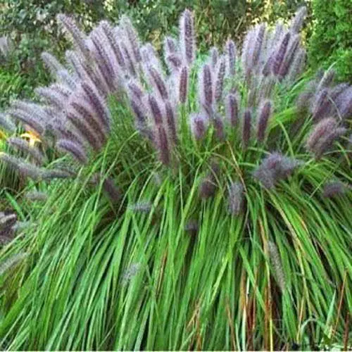 US Seller Pennisetum Alopecuroides Viridescens Black Fountain Grass 10 Seeds - £15.40 GBP