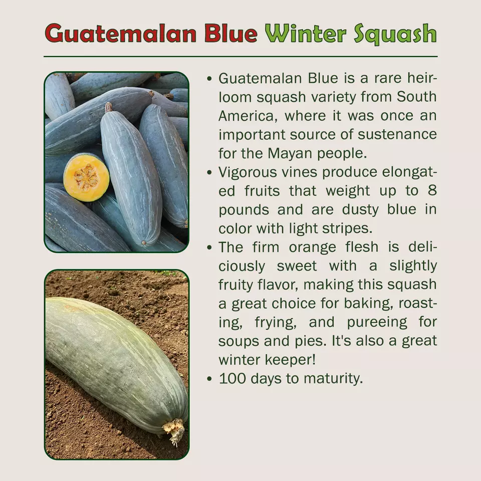 10 Guatemalan Blue Winter Squash Seeds - £5.18 GBP