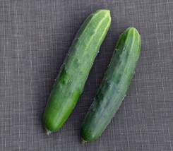 30 Marketmore 76 Cucumber Seeds Organic Vegetable Garden Patio Container EasyFro - $8.35