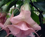 10 Double Light Pink Angel Trumpet Seeds Flower Fragrant Flowers - $6.58