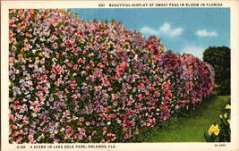 Beautiful Display Of Sweet Peas In Bloom In Florida Vintage Linen Post Card A10 - £4.68 GBP
