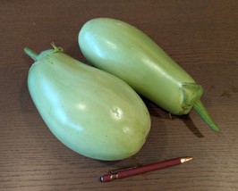 Green Punjab Eggplant Seeds – Heirloom Variety for Garden Planting, Uniq... - $67.05 MXN+