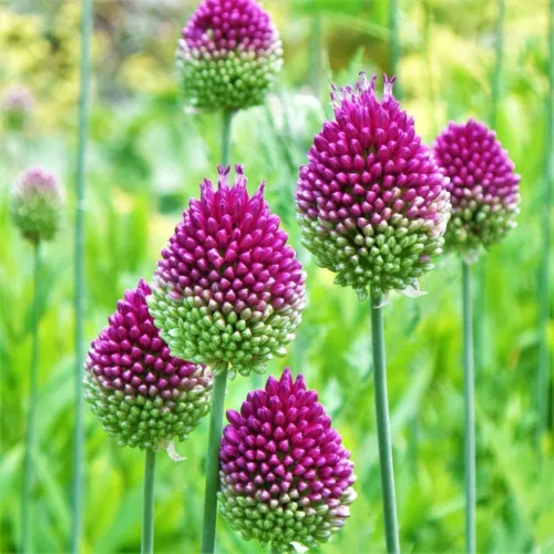 RAFH 25 Seeds Drumstick Alliums Flowers Perennials Sphaerocephalon Flora... - £7.90 GBP