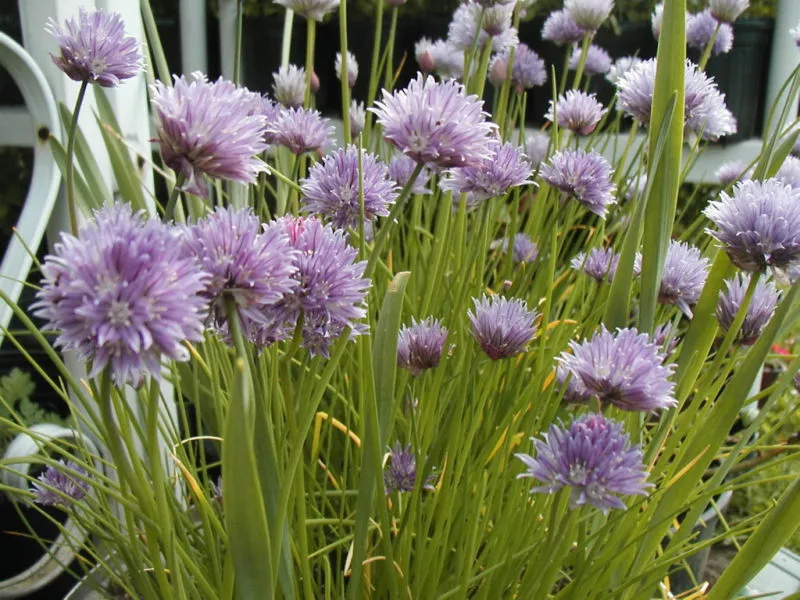 chives GREAT WINDOWSILL HERB 800 SEEDS  - $6.98