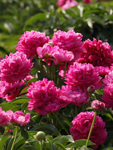 Fast Ship USA Seller 20 Seeds Thousand Layer Tower Series Peony Seeds – Large Pu - $10.26