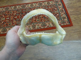 (sj275-40-4) 7&quot; Tawny Nurse SHARK jaw species carpet sharks I love jaws teeth - £94.16 GBP