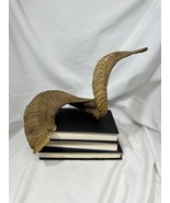 Vintage Authentic Ram Horn Home Decor Wall Taxidermy Large - $101.52 CAD