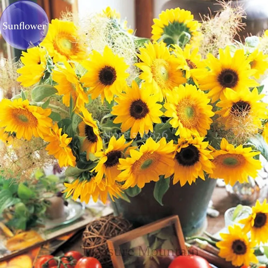 Cut Flower Sunflower Seeds Helianthus Annuus 15 Seeds Turnsole Plant - $4.99