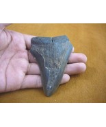(sp200-61) 3-5/8&quot; Shark Tooth teeth MEGALODON partial fragment I love me... - £34.32 GBP