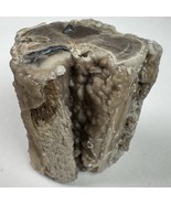 Eden Valley Petrified Wood Blue Forest Wyoming Polished Limb Botryoidal ... - $69.29