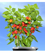 USA Red Carolina Reaper Pepper World'S Hottest Capsicum Chinense Hot 10 Seeds - $10.99