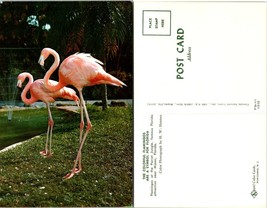Florida Miami Parrot Jungle Pink Flamingo Birds Palm Trees Vintage Postcard - £7.42 GBP