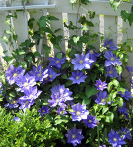H.F. Young Clematis Vine - Huge Wedgewood Blue Flowers - 2.5&quot; Pot - HDY2 - £30.96 GBP