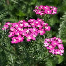 2.5&quot; pot sun achillea OERTEL&#39;S ROSE pink new yarrow - 1 Live Potted Plant - £37.47 GBP