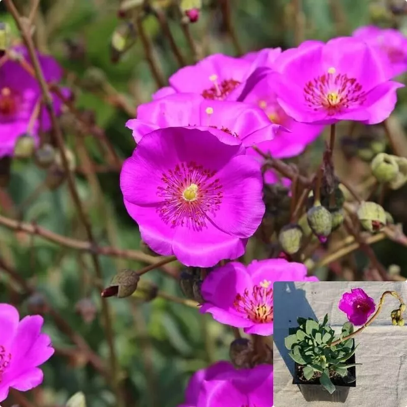 Calandrina Jazz Time 4inches Calandrinia Spectabillis Pink Live Plant - $437.26 MXN