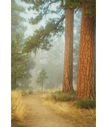 Tom Adams Nature Photography Redwoods Deschutes River Trail Photo Art 11X14 - £19.45 GBP