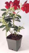 4&quot;Pot Mandevilla Dipladenia Red Brazilian Jasmine Live Tropical Plant Indoor/Out - £66.54 GBP