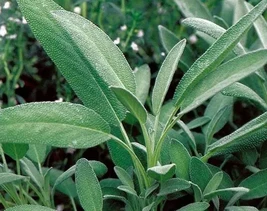 Stunning 50 Broadleaf Sage Seeds Kichen Sage Common Sage Garden Sage Per... - $3.77