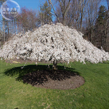 20 Snow Fountain Weeping Cherry Tree Dwarf Tree Gardening USA Seller - $6.22