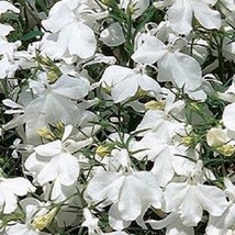 Lobelia Seeds Riviera White Multi Seeds 50 Seeds Fresh Seeds Gardening USA - $21.50