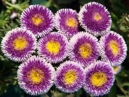 30 Seeds Light Blue Pompom Aster Perennial Flower  - $17.64