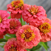 THJAR 100+ Lilliput Salmon Zinnia Seeds For Garden Planting - £8.46 GBP