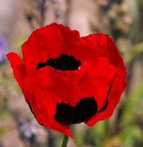 Poppy Turkish Tulip Red &amp; Black Huge Pollinators Non-Gmo 1200 Seeds - £4.70 GBP