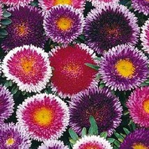 PowerOn 20+ Giant Blue Moon/Red Moon Aster Flower Seeds Mix / Reseeding Annual - £5.86 GBP