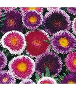 PowerOn 20+ Giant Blue Moon/Red Moon Aster Flower Seeds Mix / Reseeding ... - £5.85 GBP