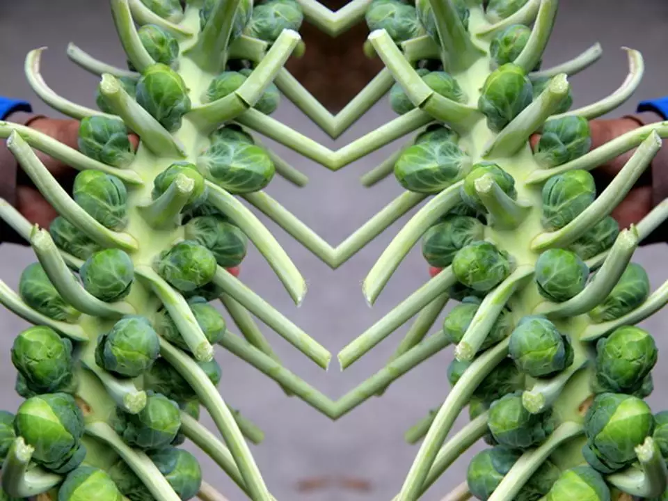 Long Island Improved Brussel Sprouts Seeds - Br. oleracea var. gemmifera... - $8.34