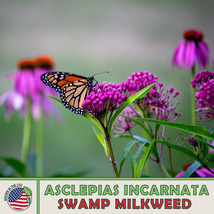 S_SH 200 Swamp Milkweed Seeds, Monarch Butterfly &amp; Pollinator Attractor,... - £7.93 GBP