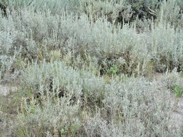300 Prairie Sage Flower Seeds Perennial White Sagebrush Smudge Native Wildflower - £14.14 GBP