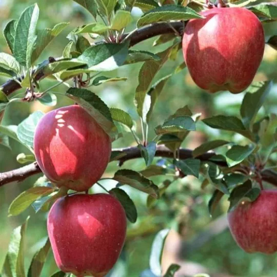 One Gala Apple Tree Bareroot Tree 18-24 - £24.89 GBP