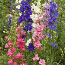 200 Seeds Rocket Larkspur Mixed Color Flower Seeds - £11.52 GBP