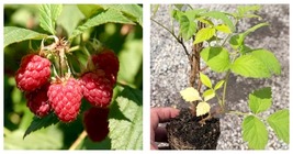 Fresh New Coho Red Raspberry rubus Starter Plant 1 live plant - $39.99