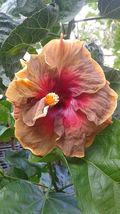 Hibiscus Cajun Color Voodoo Magic Starter Plant 1 plant - £47.38 GBP