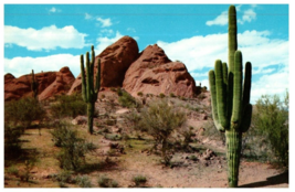 Saguaro or Giant Cactus Arizona Desert Cactus Postcard - £5.49 GBP