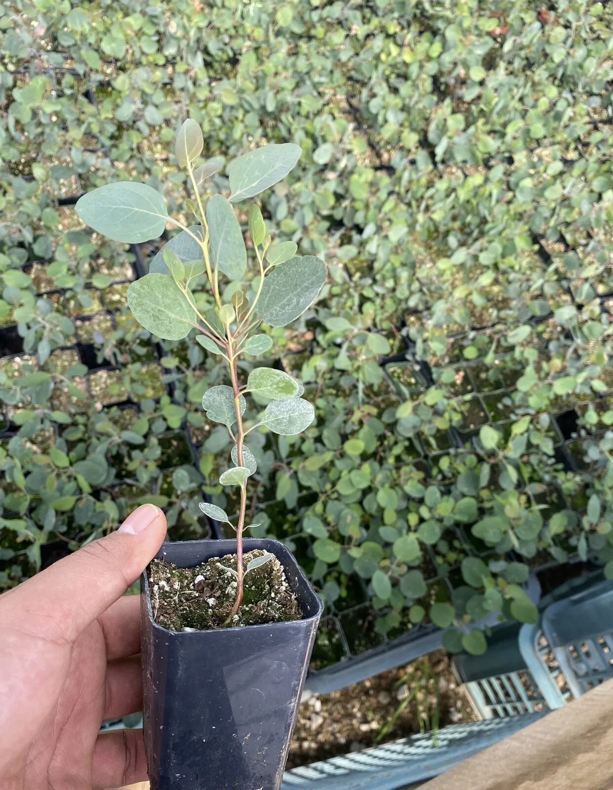 Live Plant Eucalyptus polyanthemos (Silver Dollar Gum Tree) - £40.75 GBP