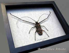 Real Harlequin Beetle Acrocinus Longimanus XL Male Framed Entomology Shadowbox - $149.99