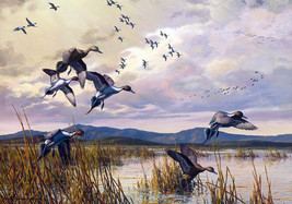 Framed canvas art print Giclee pintails flying ducks in sunset wildlife - £31.74 GBP+