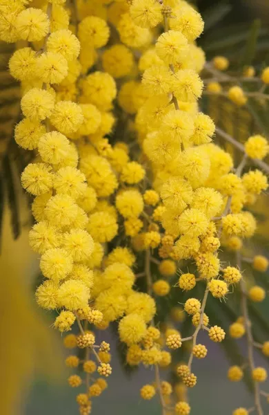 30 Golden Mimosa Tree Seeds For Planting Acacia Baileyana Usa Seller - £14.53 GBP