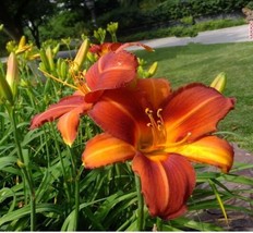 Fresh Seeds Fresh Real Hemerocallis Middendorffii Daylily Seeds Dark Red... - $12.36